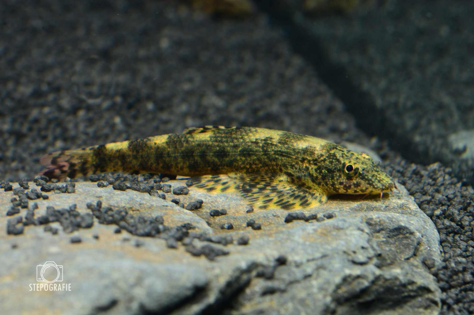 Vietnamesischer Flossensauger auf einem Stein im Aquarium